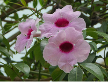 �������� ������������� (�.�.) - �/� 150 ���.