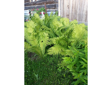 ���������� 50 ���.