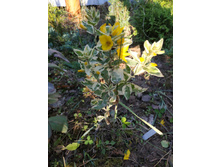 ��������� ���������