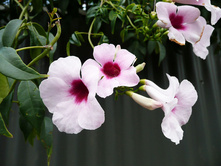 �������� ������������� (�.�.) - 150 ���.