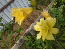 ���� ����� ���