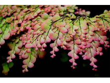 �������� ( ��� ������� ����� ) ���� ������ ������  ( Adiantum Scutum Roseum) - 400 �.