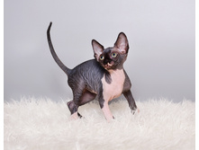 �����ӣ��� � �����