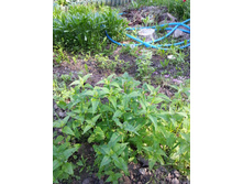 ������� �������� �������