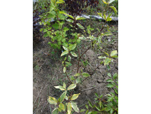 ����� ������