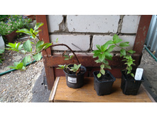 ��������� ����������� ����� "�������� �������" (Polar Beer)