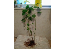 ��������� ������ ����� 130-150. ������ ����� 1 � ���.