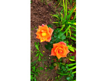 IMG 20190718 104557.jpg