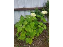 ��������� �����������