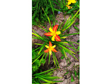 �������� ����� ����