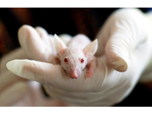 1553524354 experiment-hand-laboratory-159483.jpg