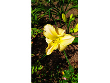 �������� ������ ����