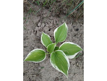 �������� ������ �����