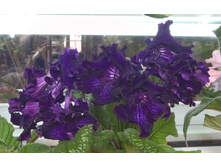 ��-������ �������� ��.jpg