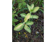 ������ �����������