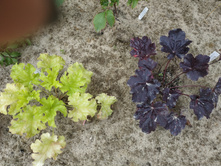 IMG 20190721 101100.jpg