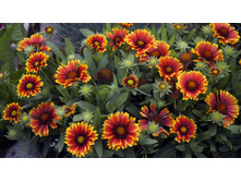 ��������� ������� ���