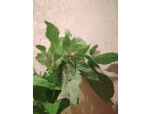 ���� ������� ��������