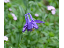 ��������� �����