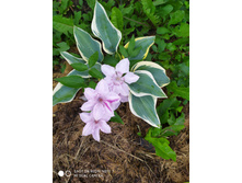 IMG 20190630 175945.jpg