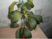 �amphorifolia.