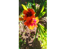 IMG 20190728 094155.jpg