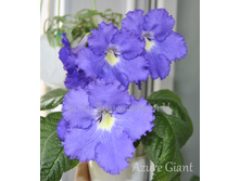 Azure Giant.. (2).JPG