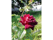 IMG 20190623 073605.jpg