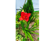 ����� ����