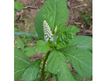 ��������� (��������� ����)