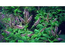 ���� �������� 30 ���. �������