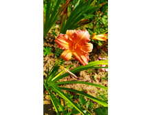 IMG 20190726 121744.jpg