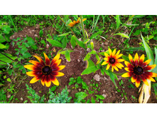 IMG 20190717 154207 1.jpg