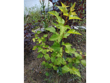 ������������� ����� ����