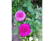 IMG 20190623 065716.jpg