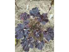 ������� ����