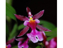 �������� ���� ���� ��� ���� ( Mieke von Holm) -