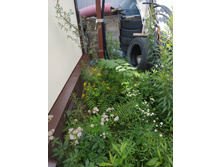 IMG 20190721 102513.jpg