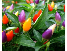 ��������� (Capsicum)