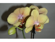 ���������� ������ ����� ( Phalaenopsis Golden River) - 600 ���