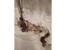 ������ ����� ���������