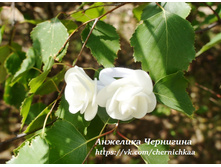 ������� ����� �������