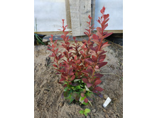 �������� ��� �����