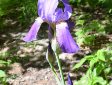 ���� ������-����������