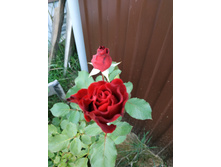 ��������� ��� ����