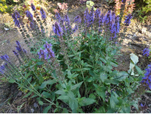 ������ ��� ���