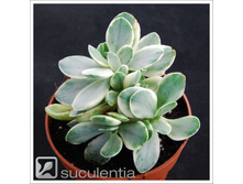 �������� ��������� ( Crassula Money maker variegated