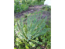 ������� �������. � ������� � ��������. ��������� ������� �� ���� �����