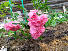 IMG 20190630 175939.jpg