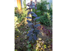 ������ �������